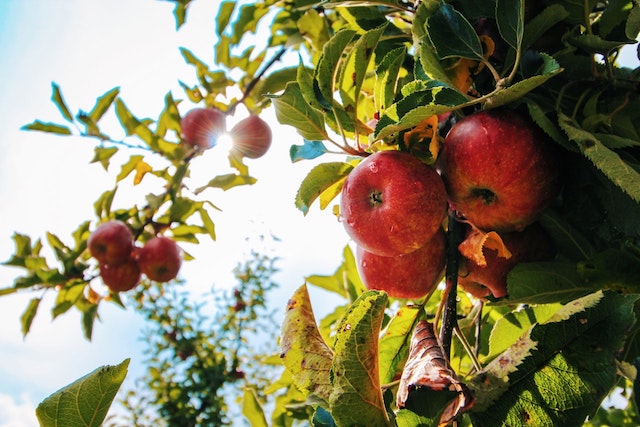 Apple Nutrition and Benefits