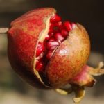 Pomegranate Anar Nutrition and Benefits