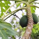 Papaya Nutrition and benefits