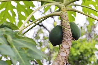Papaya : Nutrition and Benefits