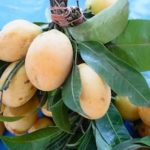 Mango : Nutrition and Benefits
